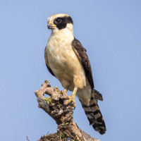 Laughing Falcon